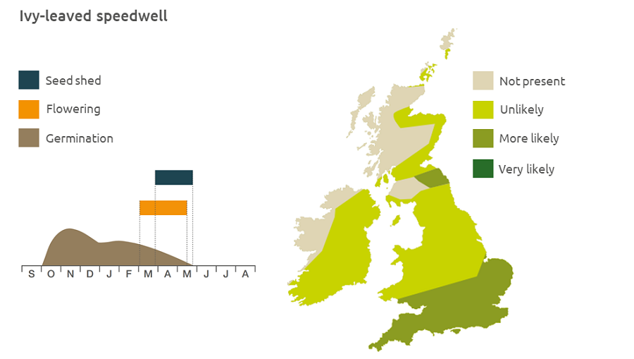 Ivy-leaved speedwell life cycle and UK distribution